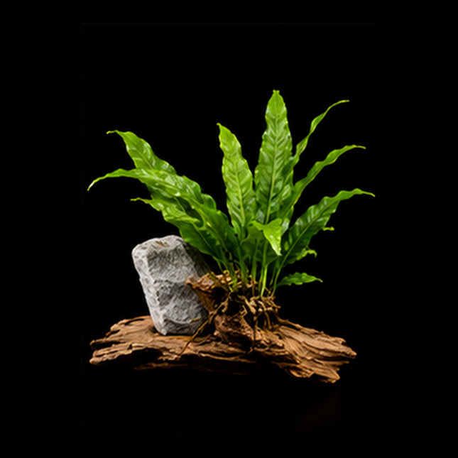 Java Fern (Microsorum pteropus) on Wood / Rock - Nano Tanks Australia