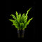 Java Fern (Microsorum pteropus) Small Bunch against black background