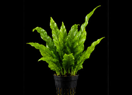 Java Fern (Microsorum pteropus) Small Bunch - Nano Tanks Australia