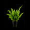 Java Fern (Microsorum pteropus) Small Bunch - Nano Tanks Australia