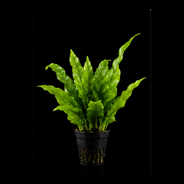 Java Fern (Microsorum pteropus) Small Bunch - Nano Tanks Australia