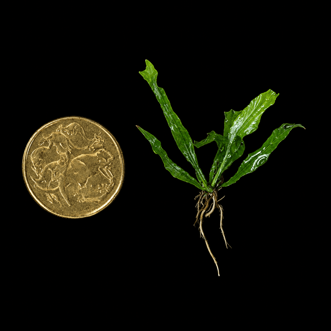 Java Fern 'Thor's Hammer' - Nano Tanks Australia