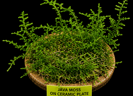 Java Moss on Ceramic Plate - Nano Tanks Australia