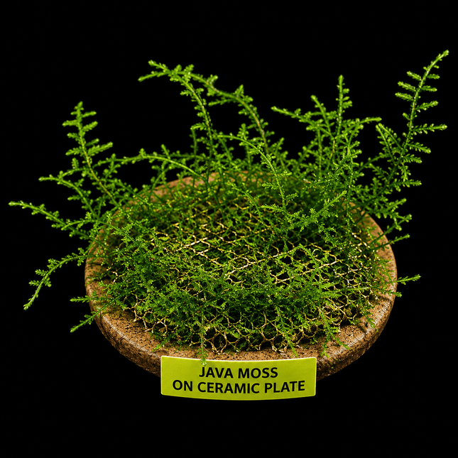 Java Moss on Ceramic Plate - Nano Tanks Australia