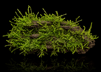 Java Moss on Driftwood (Nano Size) - Nano Tanks Australia