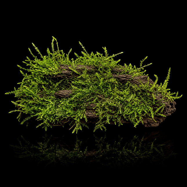 Java Moss on Driftwood (Nano Size) - Nano Tanks Australia