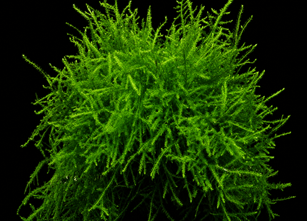 Java Moss (Taxiphyllum barbieri) 5×5cm Portion - Nano Tanks Australia