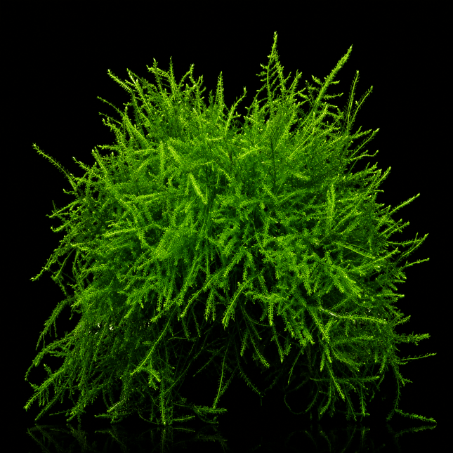 Java Moss (Taxiphyllum barbieri) 5×5cm Portion - Nano Tanks Australia