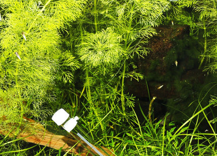 JBL PlaCollect (Flatworm Trap) - Nano Tanks Australia Aquarium Shop