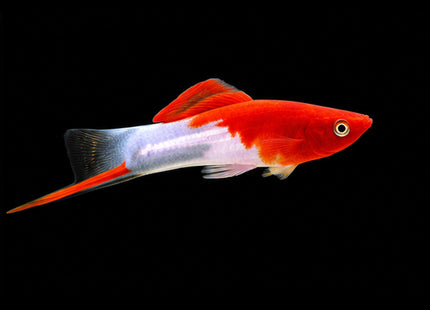 Kohaku Red & White Swordtail (Xiphophorus hellerii) on black background