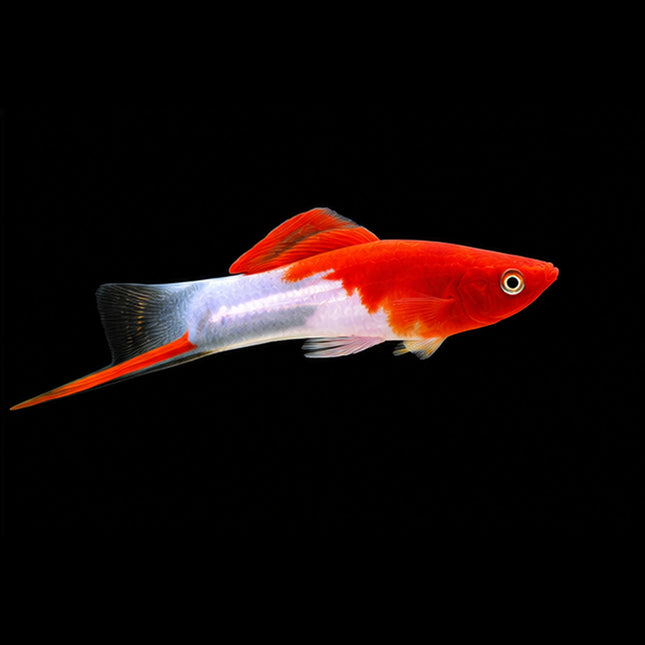 Kohaku Red & White Swordtail 3-6cm - Nano Tanks Australia