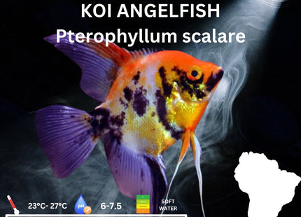 Koi (Blushing) Angelfish 3.5cm - Nano Tanks Australia Aquarium Shop