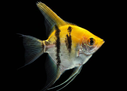 Koi (Blushing) Angelfish 6-7cm - Nano Tanks Australia