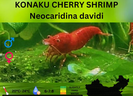 Konaku Red Cherry Shrimp - Nano Tanks Australia Aquarium Shop