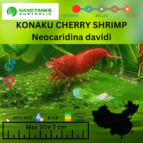 Konaku Red Cherry Shrimp - Nano Tanks Australia Aquarium Shop