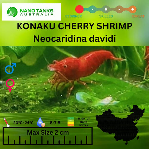 Konaku Red Cherry Shrimp