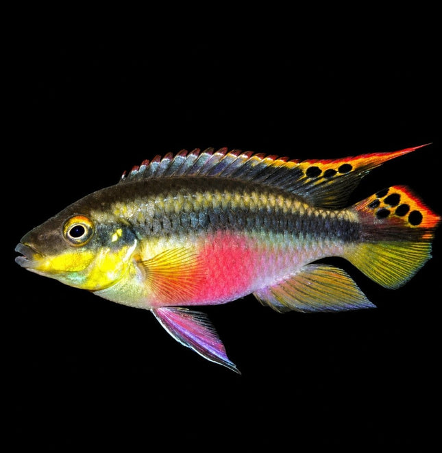 Kribensis Cichlid 3-6cm - Nano Tanks Australia