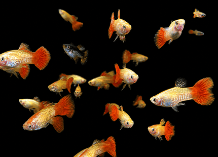 Krish Cobra Guppy - Nano Tanks Australia