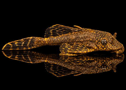L001 Gold Spot Pleco - Nano Tanks Australia