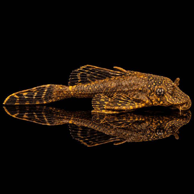 L001 Gold Spot Pleco - Nano Tanks Australia