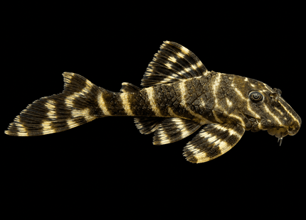 L104 Clown Pleco - Nano Tanks Australia