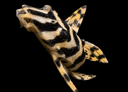 L134 Leopard Frog Pleco 6cm - Nano Tanks Australia