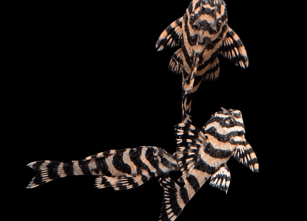 L134 Leopard Frog Pleco 6cm - Nano Tanks Australia
