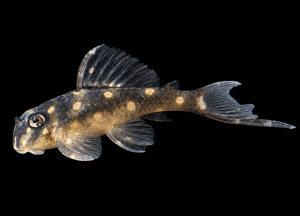 L201 Snowball Pleco 3.5cm - Nano Tanks Australia