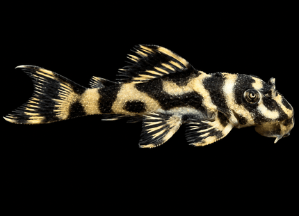 L270 Chocolate Zebra Pleco (Hypancistrus sp. L270) - Nano Tanks Australia