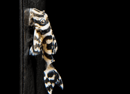 L333 King Tiger Pleco (SIZE 3CM) - Nano Tanks Australia