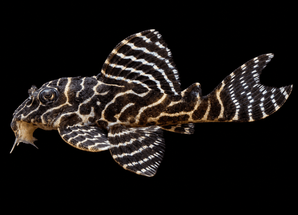 L333 King Tiger Pleco (SIZE 3CM) - Nano Tanks Australia
