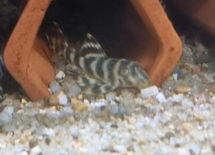 L333 KING TIGER PLECO (SIZE 3CM) - Nano Tanks Australia Aquarium Shop