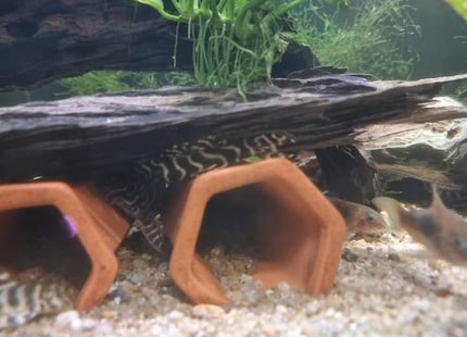L333 KING TIGER PLECO (SIZE 3CM) - Nano Tanks Australia Aquarium Shop