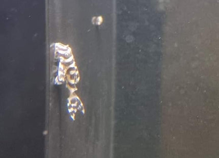 L333 KING TIGER PLECO (SIZE 3CM) - Nano Tanks Australia Aquarium Shop