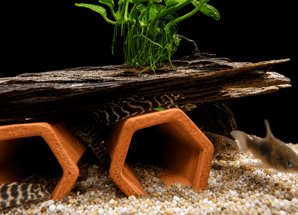 L333 King Tiger Pleco (SIZE 3CM) - Nano Tanks Australia