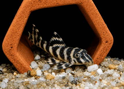 L333 King Tiger Pleco (SIZE 3CM) - Nano Tanks Australia