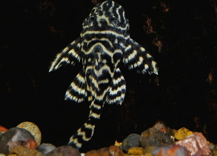 L340 Mega Clown Pleco - Nano Tanks Australia Aquarium Shop