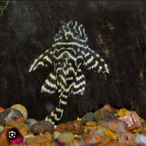 L340 Mega Clown Pleco - Nano Tanks Australia Aquarium Shop