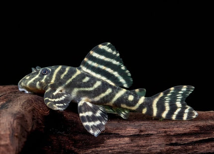 L340 Mega Clown Pleco (Hypancistrus sp. L340) - Nano Tanks Australia