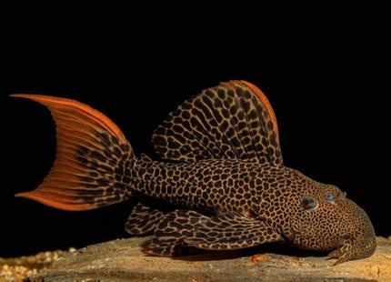 L600 Leopard Cactus Pleco (Pseudacanthicus sp.) - Nano Tanks Australia