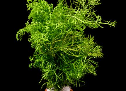 Lace Fern – Terracotta Pot - Nano Tanks Australia