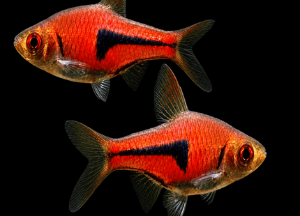 Lambchop Rasbora (Trigonostigma espei) - Nano Tanks Australia