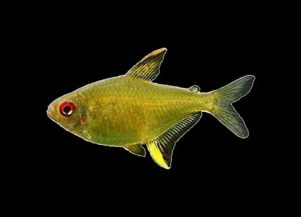 Lemon Tetra 2-4cm - Nano Tanks Australia
