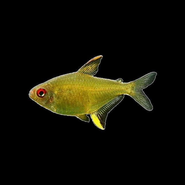 Lemon Tetra 2-4cm - Nano Tanks Australia