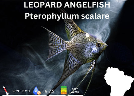 Leopard Angelfish 3.5cm - Nano Tanks Australia Aquarium Shop