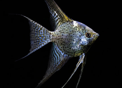 Leopard Angelfish 3.5cm - Nano Tanks Australia
