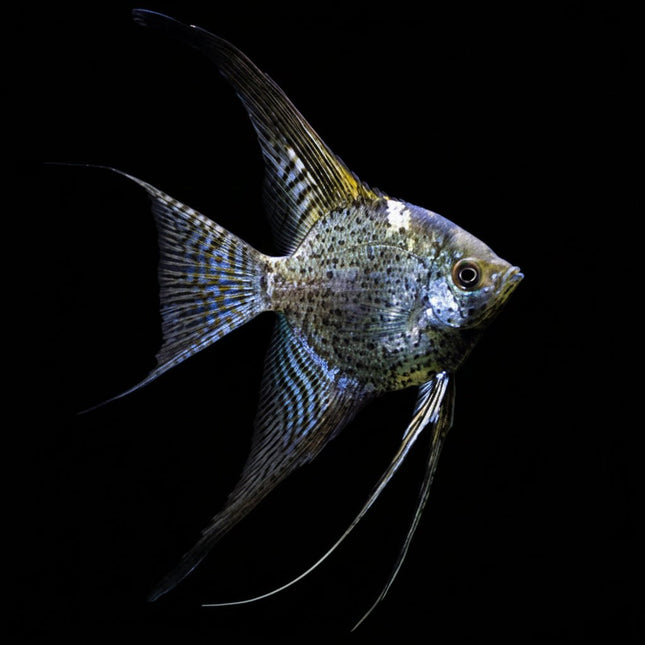 Leopard Angelfish 3.5cm - Nano Tanks Australia