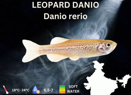 Leopard Danios 3.5cm - Nano Tanks Australia Aquarium Shop