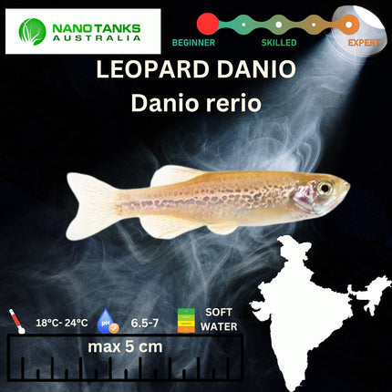 Leopard Danios 3.5cm - Nano Tanks Australia Aquarium Shop