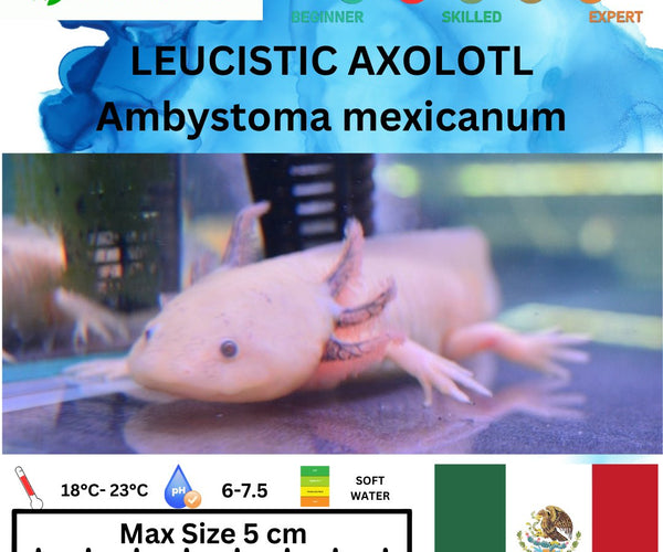 ARRIVED 5-JUN-2025] Leucistic Axolotl 12-15cm – Nano Tanks Australia